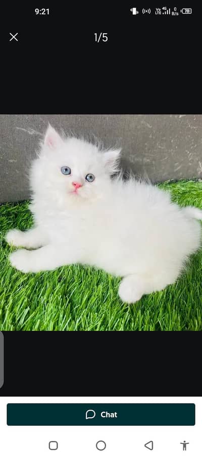 Persian cat for sale my WhatsApp number 03. . . . . 43. . . . 96. . . . . . 26. . . 858