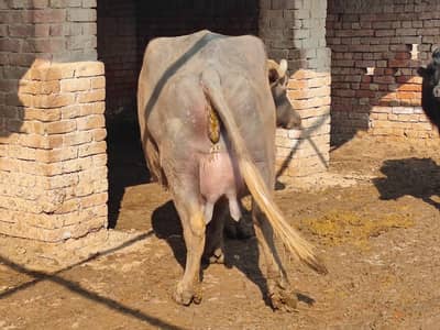 buffalo bhens 10kilo dodh milk