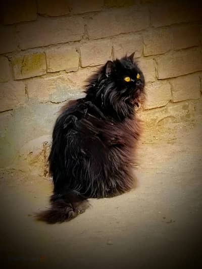 Triple coat Female 03045033212