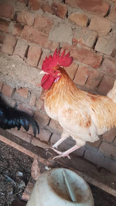 Ghar Ke pale Hue desi murge