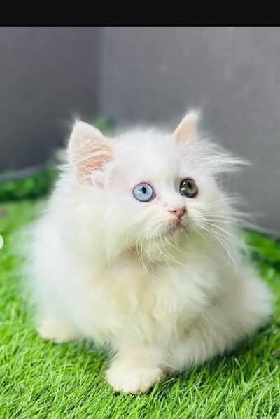 Persian female kitten for sale. my WhatsApp number 0320*24-100*47