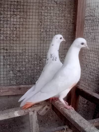 Patti wala / low flyer