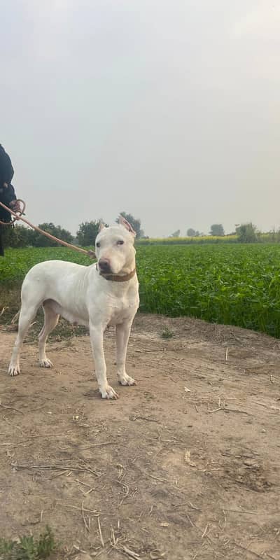 Gultari Gultair  Dog / gultair dog / dog for sale