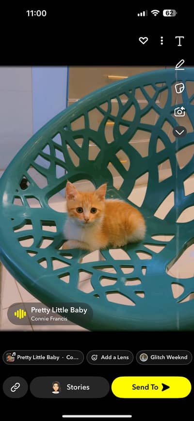 Double coat Persian cat