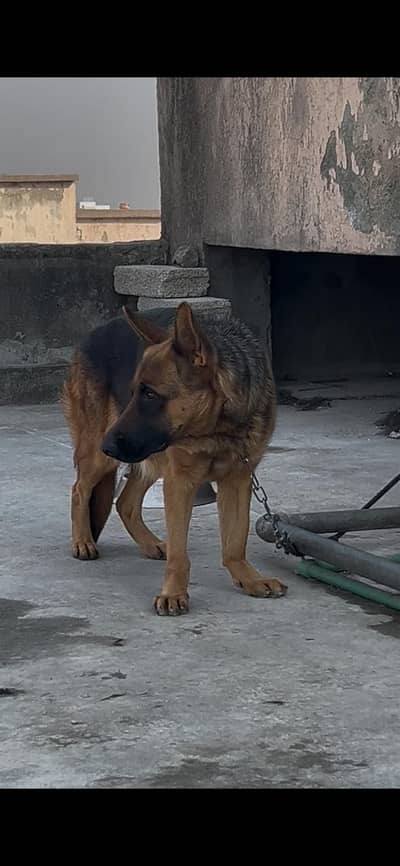 German Shepherd confirm breeder female goes cheap