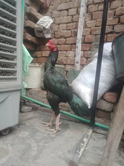 black murga high quality