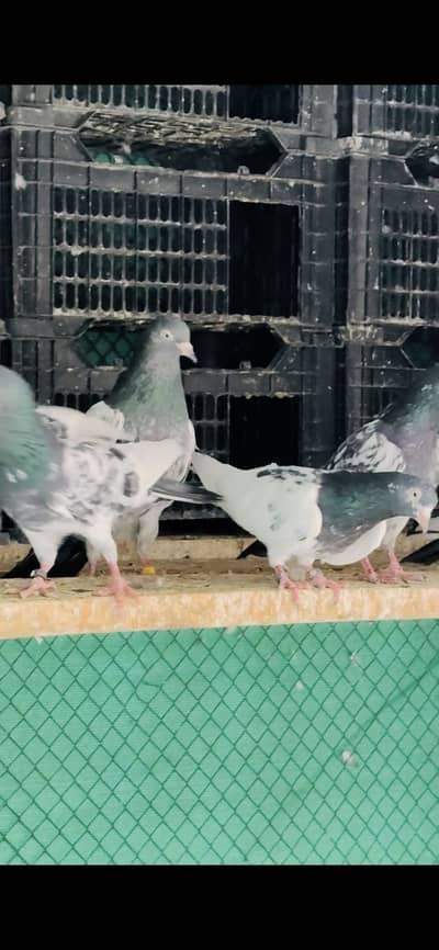 Highflyer pigeons kabootar