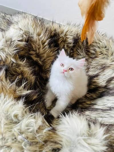 Persian female kitten for sale 03436193635 Whatsapp number