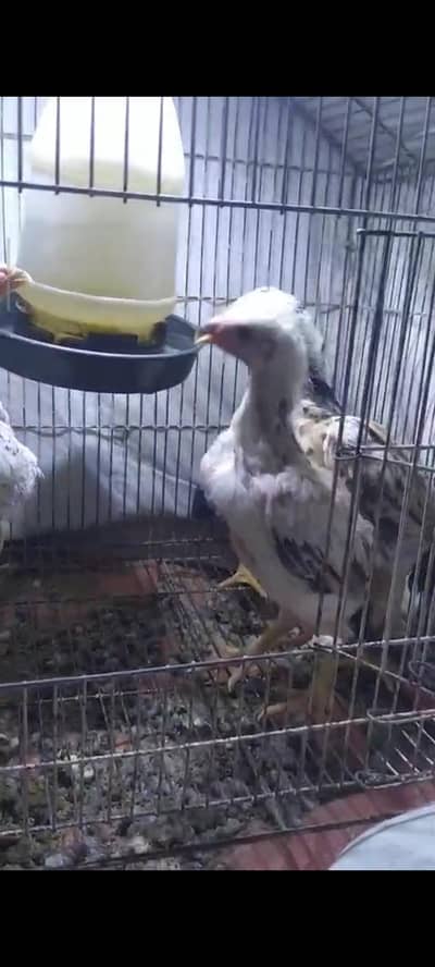 O Shamo Aseel Hen Chick