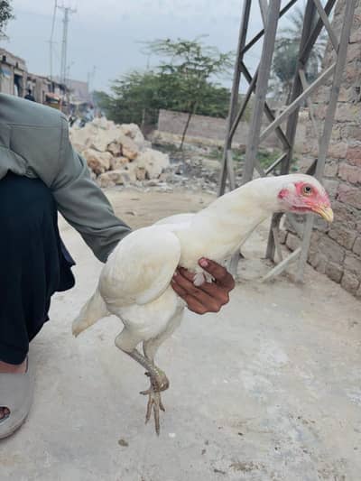 Aseel Heera 0313 8150069