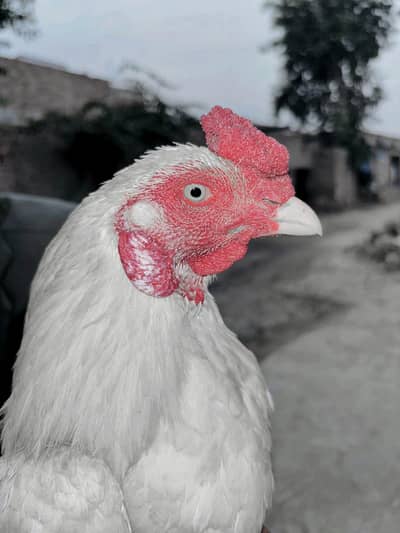 Aseel Heera 0313 8150069