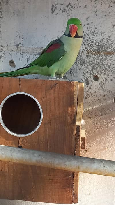 raw pahari bonded pair