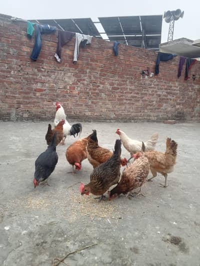 hen's healthy and active for sale contact this number 03034254793