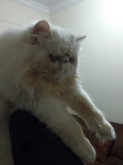 Peke / peki  / piki male cat for sale