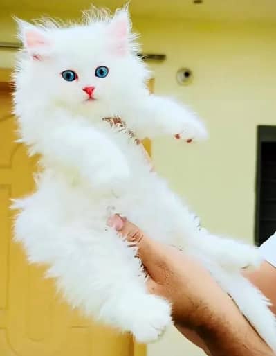 Persian female kitten for sale. my WhatsApp number 0320*24-100*47