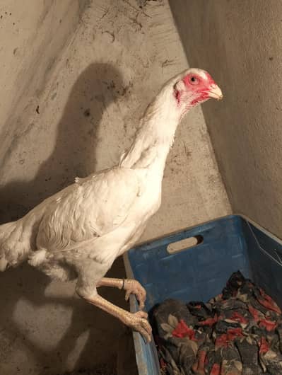 PURE WHITE SHAMO FEMALE FOR SALE