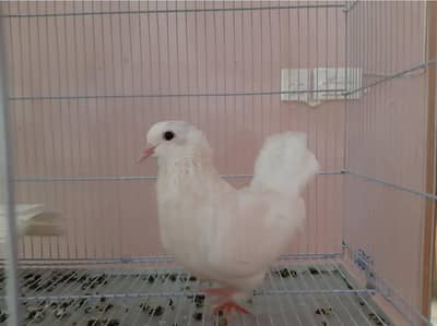 Sherazi pair for sale