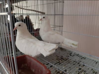 Sherazi pair for sale