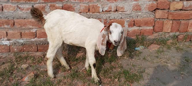 Dogli path Muni for sell