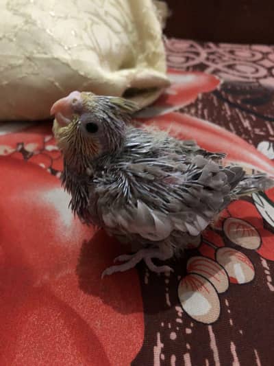 Cocktail baby , Grey ke chicks hain