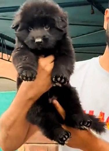 Black German shepherd puppies pair | long coat Dog | GSD Puppy