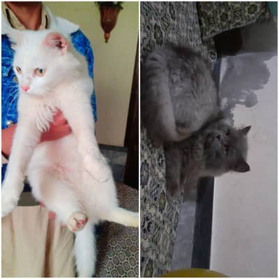 persion male for sale