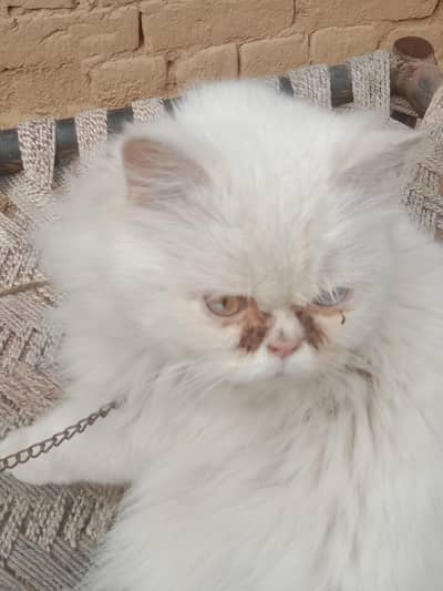 ya cat female ha jis bhai ko Chay wo rabta kary