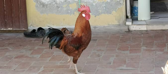 Breeder egg laying hen and pathi