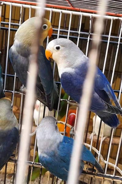 for sale chowk kumharanwala final RS. 2200