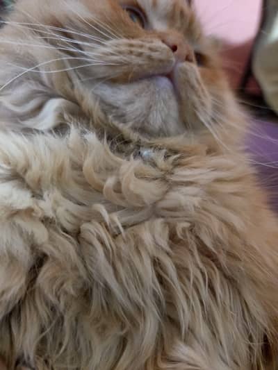 persian cat for sale