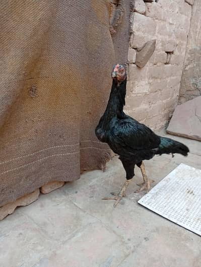 aseel Madi 4 month age