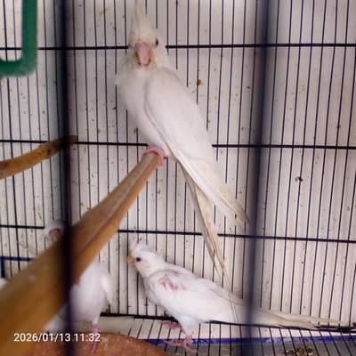 Red eyes eno cocktail pathay age 3 to  4 months