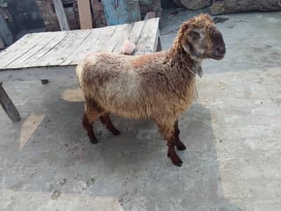 Chatra Ghar Ka Palla Hua | Bakra Khassi Kheera Nasal | 11–12 Mahinay |