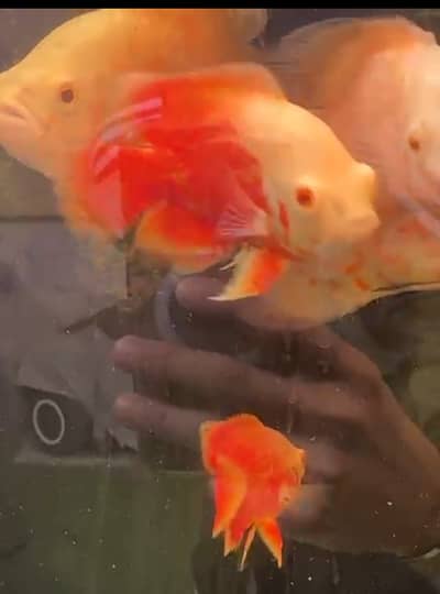 Mix Fishes|SuperRed,Lemon Oscar, Severum,Channa,etc