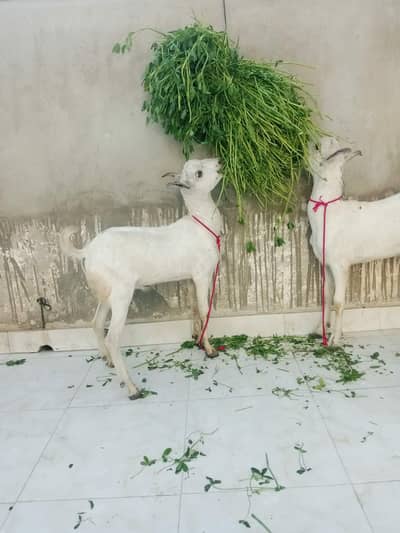 taddi tapery bakray 03333029182