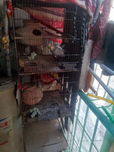 cage with parrot