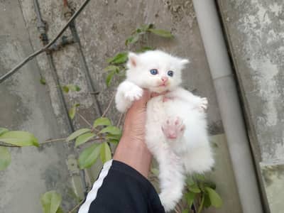 cute kittens  for sale in cheap price