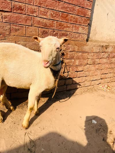 zero size gulabi tedan