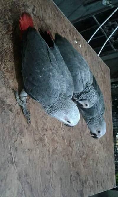 African grey parrot 5 month age contact 0342-4575-705