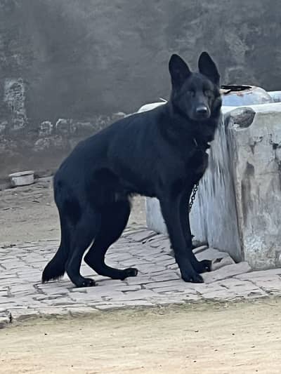 Black German Shepherd