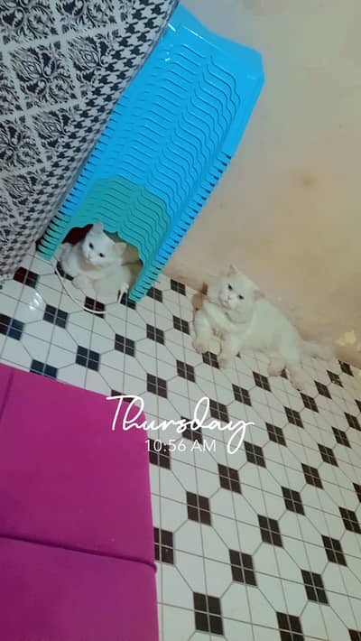 Pair of cats male n female both 20000