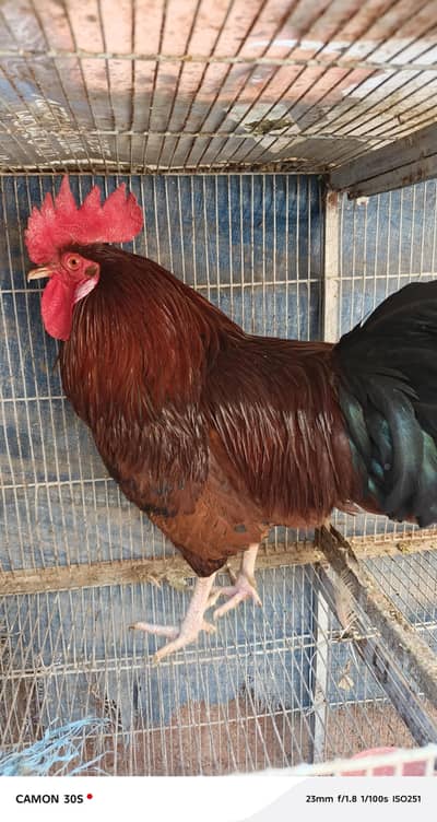 desi/lohman brown murgha