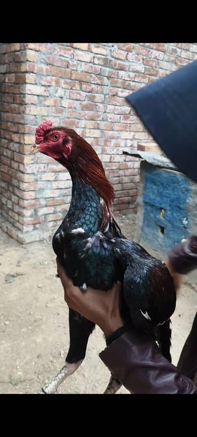 Pakistani lakha aseel