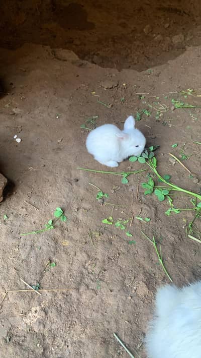 Australian breeder pair  500 ka or cocktail cnfrm breeder pair 5500