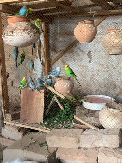 Australian breeder pair  500 ka or cocktail cnfrm breeder pair 5500