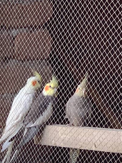 Cocktail Breeder pair for sale hai. . . . 5500 final price hai