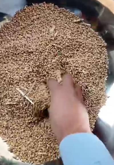 Gandum (Wheat)  good quality