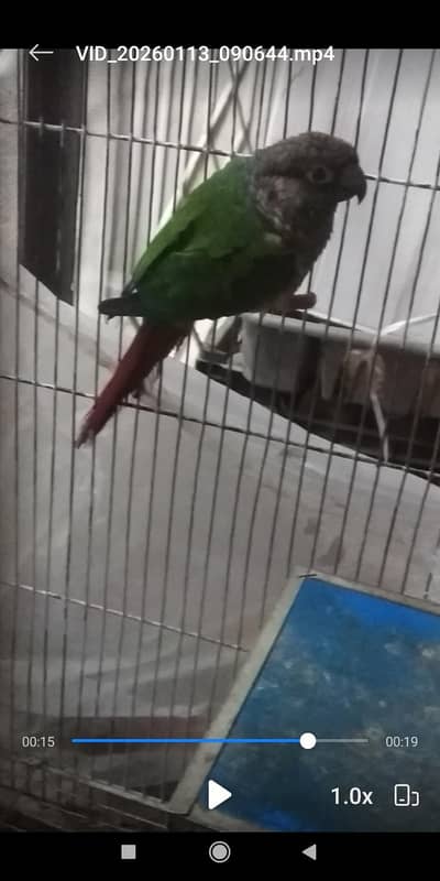 green check conure