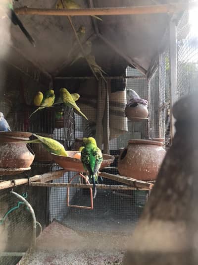 Complete Sell Parrots With Cage in Cheap Price