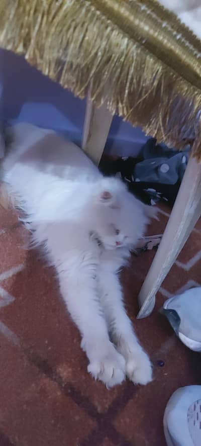 Need russian male cat for having female cute cat